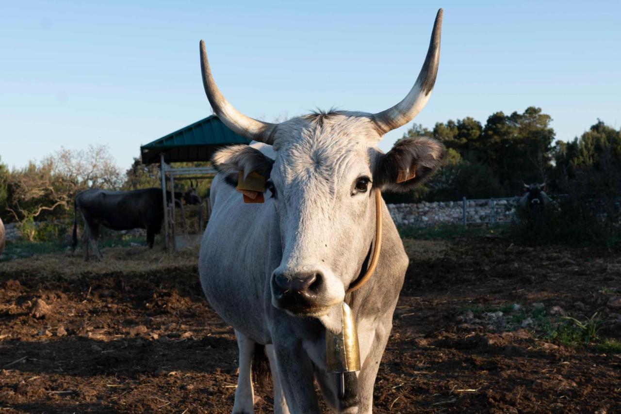 Donnapaola Modern Farm Villa Altamura Buitenkant foto